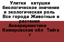Улитки – катушки: биологическое значение и экологическая роль - Все города Животные и растения » Аквариумистика   . Кемеровская обл.,Тайга г.